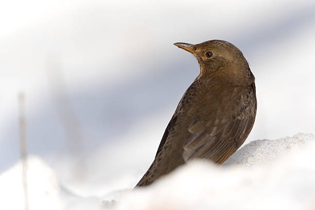 Song Thrush (Turdus philomelos) hunting on a lawn with food for its young in its beak.