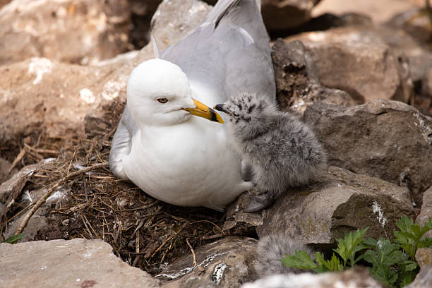 Photograph of a parent seagull and their chick facing each other in their nest.
