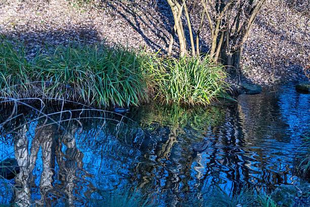 Grasses on a riverbank and trees reflected in the water