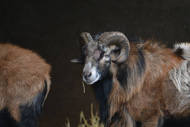 A ram in a farm yard