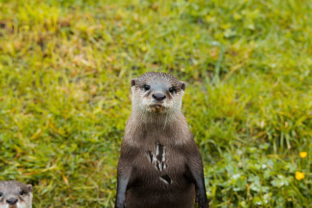 Asian Small-Clawed Otter (Aonyx cinereus)