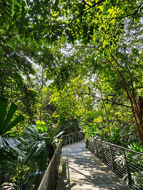 Wooden boardwalk winding through lush tropical vegetation at the Singapore Botanic Gardens. Dense green foliage and tall trees surround the pathway, with sunlight filtering through the canopy. Peaceful nature scene in Singapore, Southeast Asia.