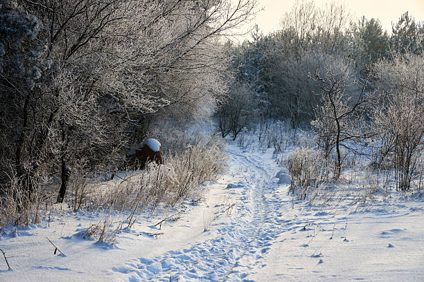 Winter forest lane among frosted pine trees bushes and stone with backlight by sun