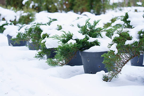 Juniper seedlings in pots covered with snow.