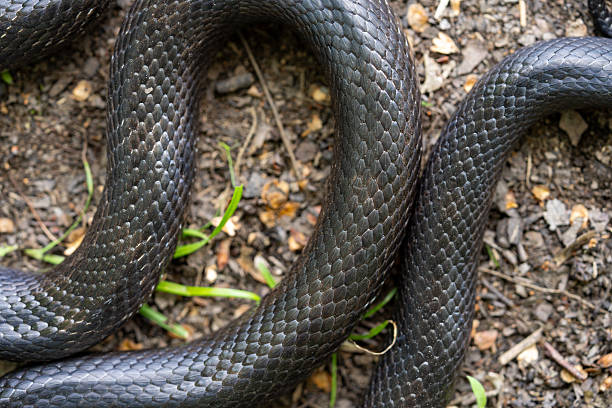 Black snake. Big black surface features scales, creating an exotic and dangerous aesthetic. Perfect for nature, wildlife, or design backgrounds. Forest Cobra. Black Cobra