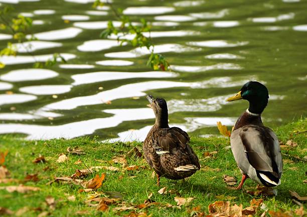 Duck pair by water's edge