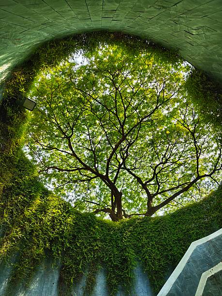 Looking up through a circular opening in a moss-covered underground structure towards a vibrant tree canopy in Singapore. The architectural frame creates a natural portal showcasing sustainable urban design that integrates nature with built environment. Sunlight filters through the green foliage, highlighting Singapore's commitment to biophilic architecture and green building initiatives. The dramatic perspective emphasizes the connection between subterranean spaces and natural elements in this garden city