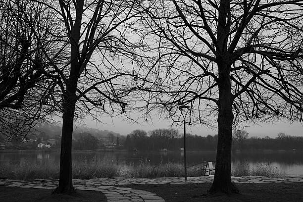 Water near the forest. Reflecting trees in the water.