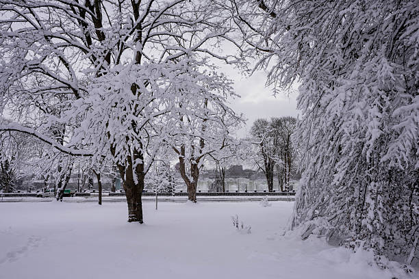 Sun shining through frost-covered willow trees in a snowy winter landscape