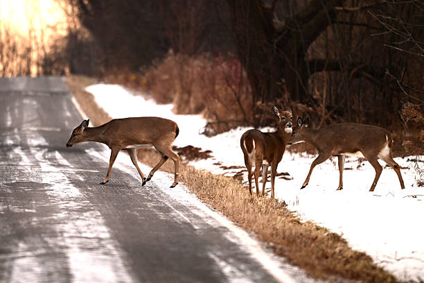 Winter Scene of a small herd of White-tailed Deer crossing the road at dawn