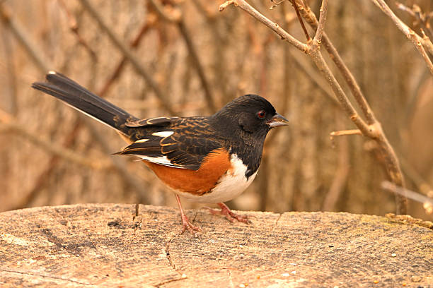 Close up of a male Eastern Towhee bird  sits perched on a stump at the edge of a forest