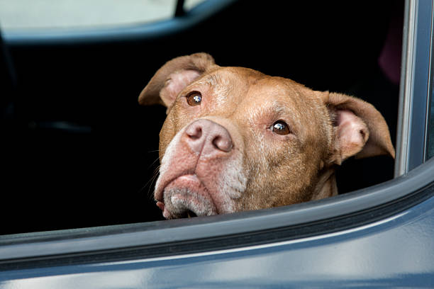 Pit Bull Terrier pure bred dog looking curiously out of car window.