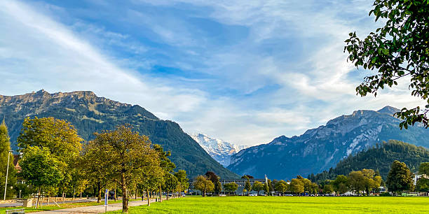 A wide landscape view of the Höhematte meadow in Interlaken, Switzerland. The image is naturally framed by tree branches on the right, looking out over a vibrant green field toward the forested foothills and the snow-capped Jungfrau massif in the distance under a blue sky with wispy cloud
