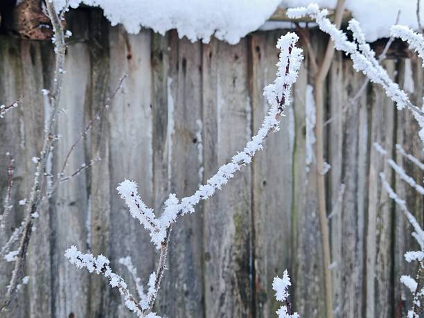 Frost Covered Branches on Wooden Fence. Close-up of delicate bare branches sparkling with thick hoarfrost against old wooden fence in winter. Magical frosty nature detail and cold weather texture.