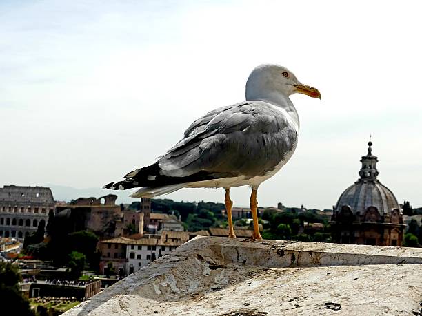 seagull on the rooftops of Rome