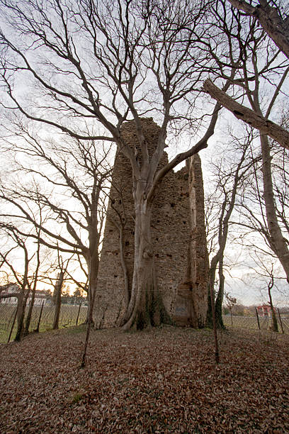 San Polo di Piave, Treviso, Italy: vertical view of the Torre di Rai medieval ruins where nature meets history. A large bare tree grows directly against the ancient brick façade, its trunk and branches intertwining with the crumbling structure. The ground is covered with dry leaves in a winter landscape.