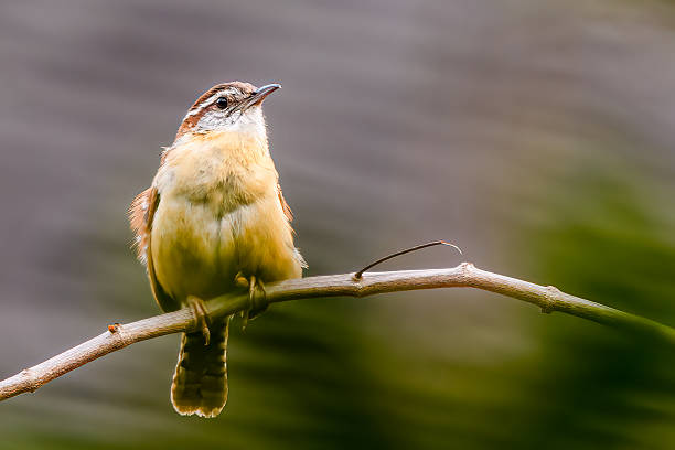 Closeup of Carolina Wren perched on a vine with blurred background