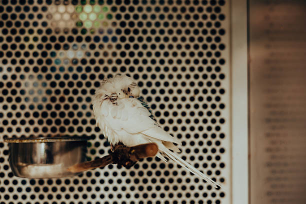 A white budgerigar resting on a wooden perch inside a cozy indoor setting. Soft warm light, shallow depth of field, and a patterned background create a calm and intimate atmosphere. The bird appears peaceful and relaxed, conveying themes of comfort, domestic life, pet care, and slow living. This image is ideal for concepts related to home pets, animal welfare, minimal lifestyle, and emotional storytelling.