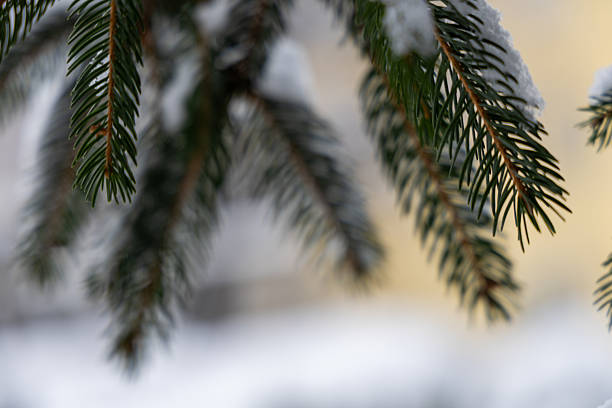 Lush pine branches dusted with fresh powder snow, intricate needle details glow against soft yellow bokeh, ideal for festive winter scenery and evergreen motifs.