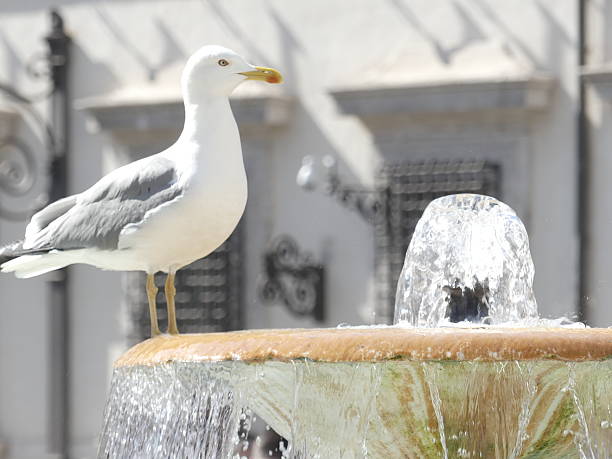 seagull hunting some bugs between moss and eating