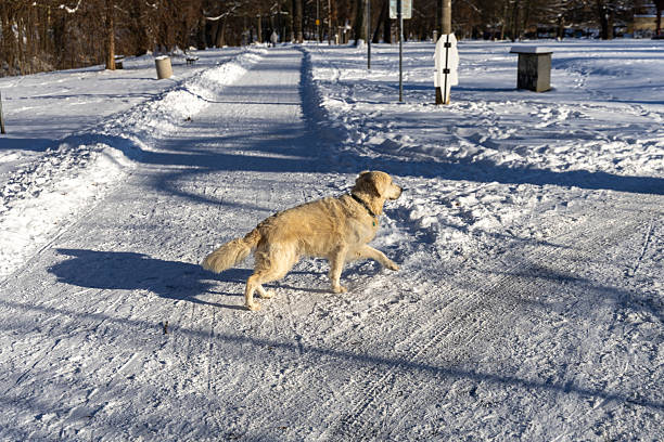 Happy golden retriever dog walks energetically on snowy park trail with trees, signs, long shadow under clear blue winter sky.