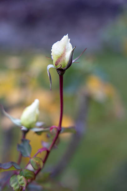 Close-up of creamy white rose bud opening with smaller buds on slender red stem surrounded by blurred green foliage and orange tones, elegant floral detail.