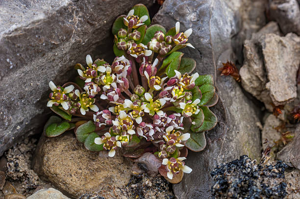Scurvy-grass, bad man's oatmeal, common scurvy grass, round leaved scurvy grass, scorbute grass, scruby grass, scurvy cress, scurvygrass, scurvy-grass, spoonwort, scurvy weed, Cochlearia groenlandica,  Somerset Island, Nunavut, Canada