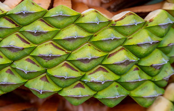 Pine cones and pine nuts in grains and the closed fruit as well