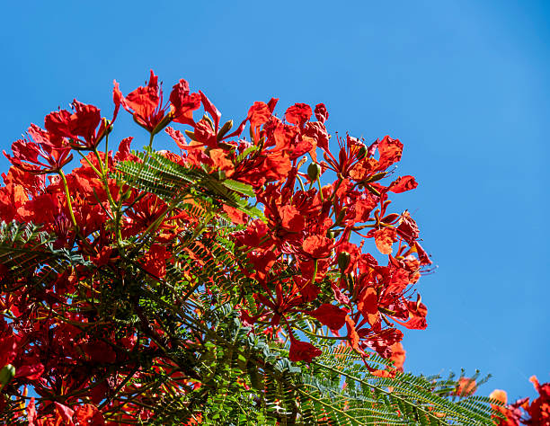 Poinciana in full bloom