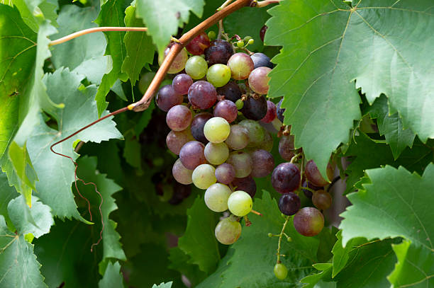Unripe white grape growing on vine