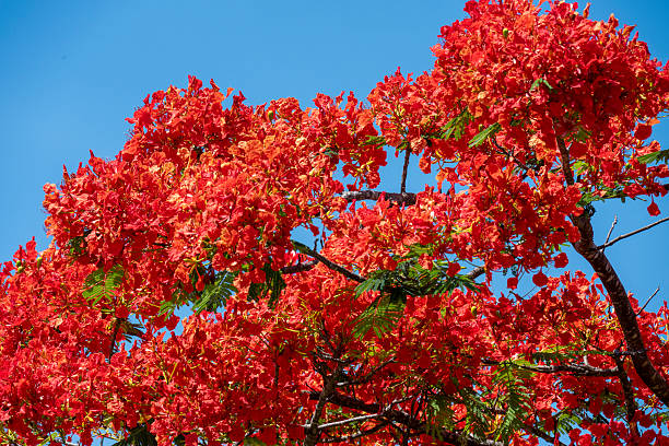 Poinciana in full bloom