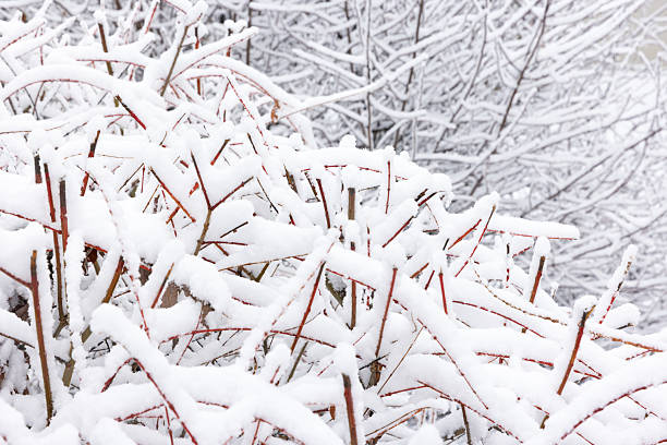 Close up of fresh snow on branches of backyard bush after overnight snowfall in Winter.