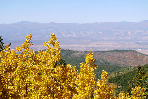 The Aspen trees turn yellow each fall, and their brilliant golden leaves can be seen like stripes between the conifers, all the way up the mountain. Santa Fe, NM 2025