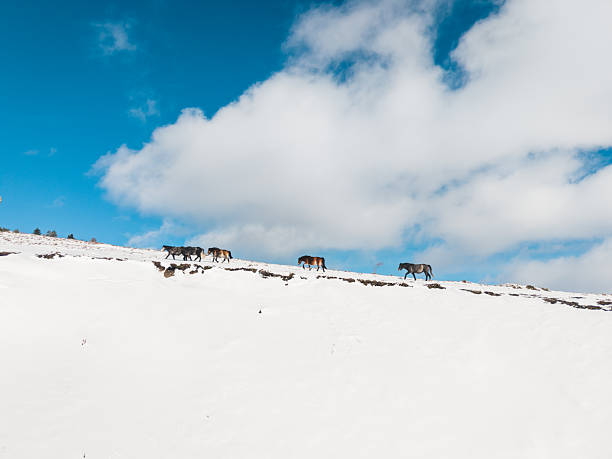 Herd of wild horses gathered in a cold winter mountain landscape in the Balkan Mountains. Natural wildlife scene showing endurance and life in extreme seasonal conditions.