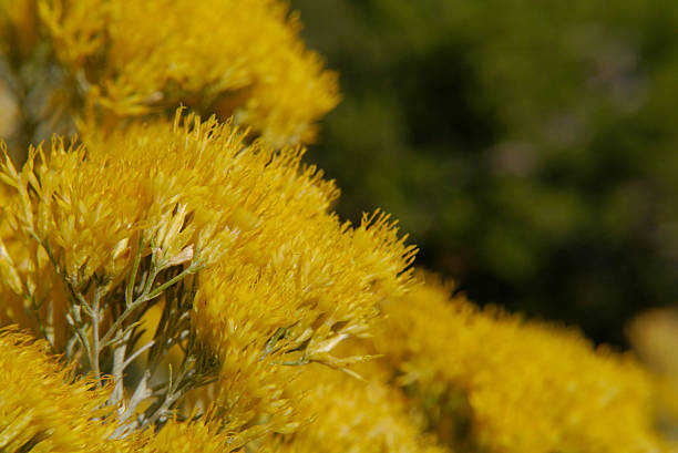 A macro view of brilliant yellow Chamisa, also known as Bunny Brush. Although the smell is off-putting, the brilliant color is astounding. Santa Fe, NM 2025