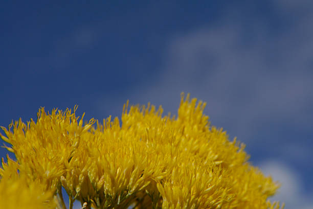 A macro view of brilliant yellow Chamisa, also known as Bunny Brush. Although the smell is off-putting, the brilliant color is astounding. Santa Fe, NM 2025