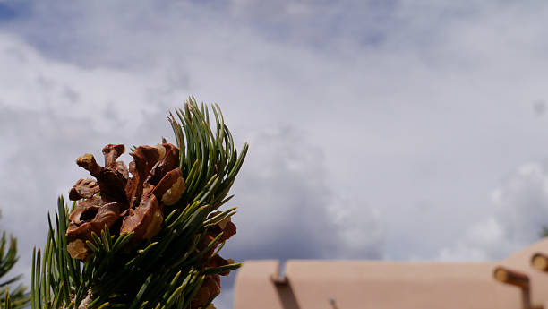 The southwestern conifer, the pinon pine, produces sticky, tubby cones with delicious, if hard-to-get, nuts. Blurry Adobe roofline in the background. Santa Fe, New Mexico 2025.