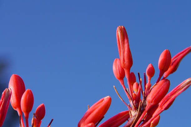 Close up red buds on the stalk of a desert yucca plant in front of a blue sky. Popular in natural landscape efforts and native species gardens. Santa Fe, NM 2025