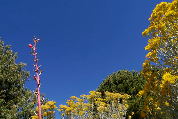 The colors of every board game's pieces: red yucca flowers, yellow bunny brush or chamisa, green piñon pine trees, and the cloudless blue sky. Coyote Mountain in Santa Fe, New Mexico 2025