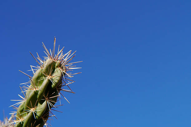 Detail of the hardy Santa Cholla Cactus. It does well in snow and high altitudes. Macro. Santa Fe NM 2025