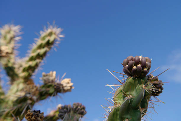 The hardy Santa Fe version of the cholla cactus does well in snow and high altitudes. Two purple buds will son offer nectar to bees. Macro. Santa Fe NM 2025
