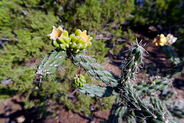 The hardy Santa Fe version of the cholla cactus does well in snow and high altitudes. Two yellow flowers offer nectar to bees. These spikes are no joke! Santa Fe NM 2025