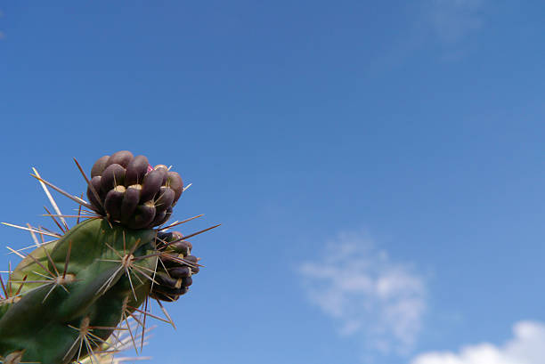 Cactus foliage against blue sky background.