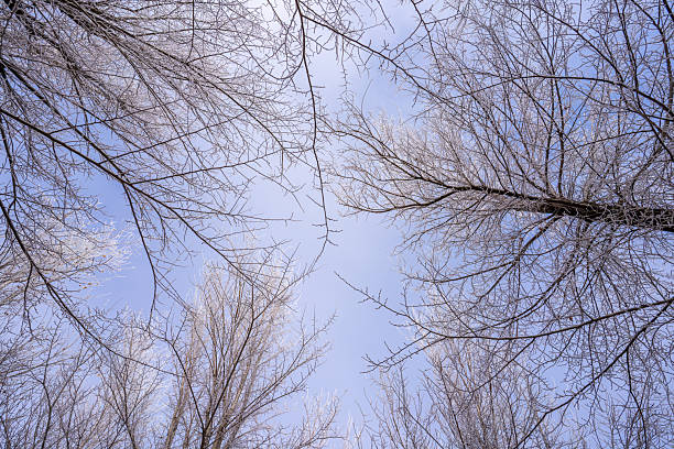 The rime on the withered branches under the blue sky