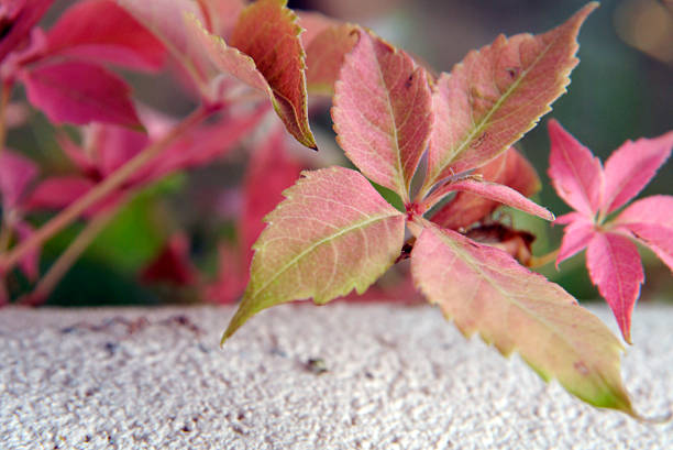 Virginia Creeper is a climbing vine that attaches to walls, fences, and other plants with ease. This one has grabbed an adobe half-wall. Leaves are green all spring and summer, but turn gold and red in the fall.  Santa Fe, NM 2025