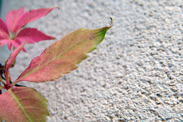 Virginia Creeper is a climbing vine that attaches to walls, fences, and other plants with ease. This one has grabbed an adobe half-wall. Leaves are green all spring and summer, but turn gold and red in the fall.  Santa Fe, NM 2025
