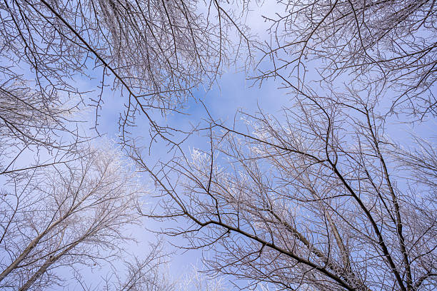 The rime on the withered branches under the blue sky