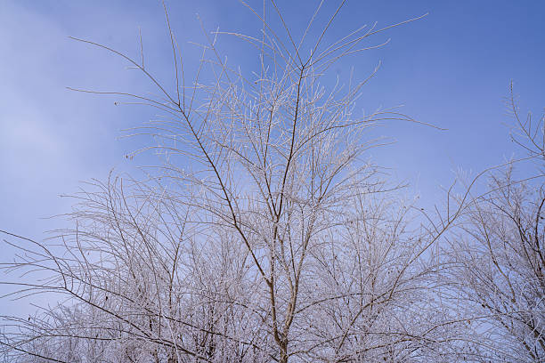 The rime on the withered branches under the blue sky