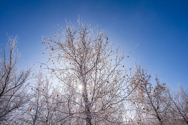 Sunny day, snow and rime in the deciduous forest