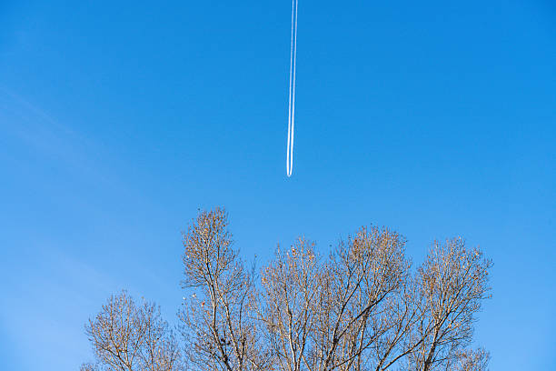 Looking up from under the tree, a passenger plane flying in a clear blue sky